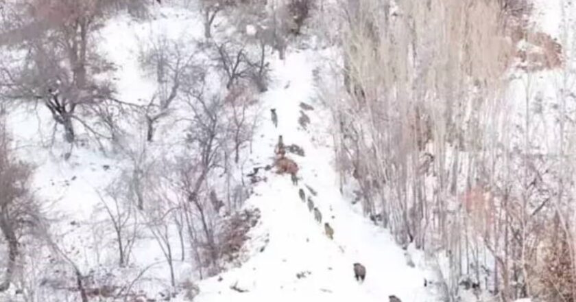 Karlı zeminde koşan yaban domuzu sürüsü drone kamerasına yansıdı – Son Dakika Türkiye Haberleri