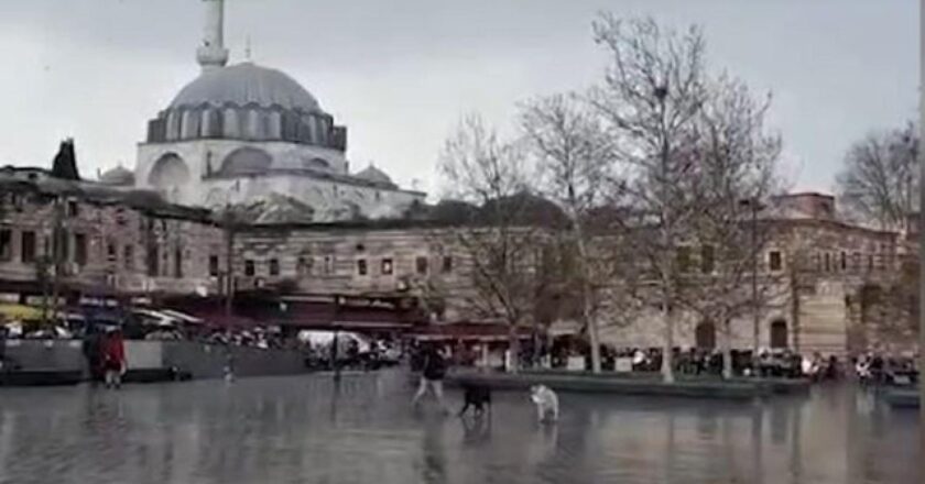 Square Eminönü’deki terk edilmiş köpeklerin saldırısı kamerada